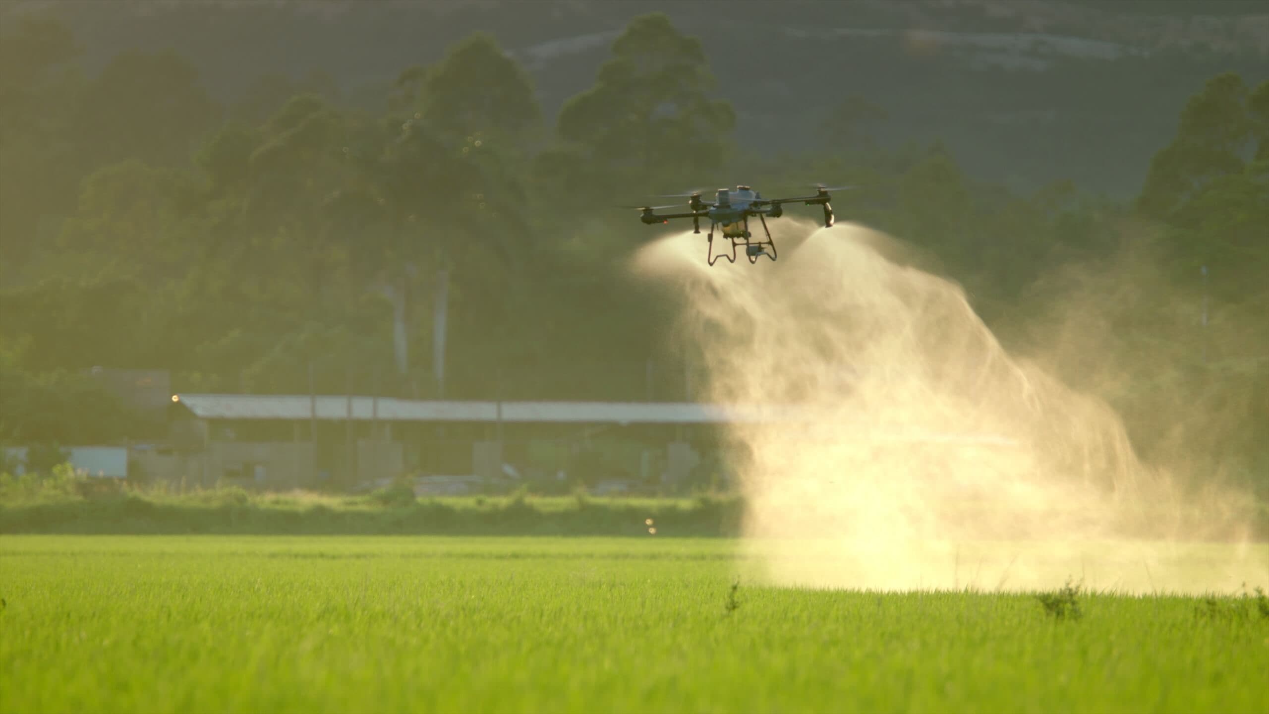 DJI Agras T25P pulverizando un cultivo bajo con luz de atardecer